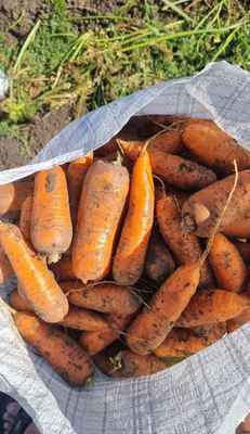 Фото объявления: Вкусная морковь сортотипа Шантоне от поставщика в Барнауле