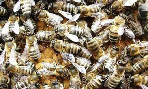 Фото объявления: Продам сильные пчелосемьи Карпатка в Саратовской области