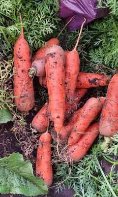 Фото объявления: Отборные сорта моркови без трещин в Барнауле в Барнауле