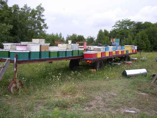 Фото объявления: Продам пчел на высадку и пчелопакеты в Горячем Ключе