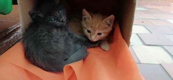 Фото объявления: Милые котята в Талице