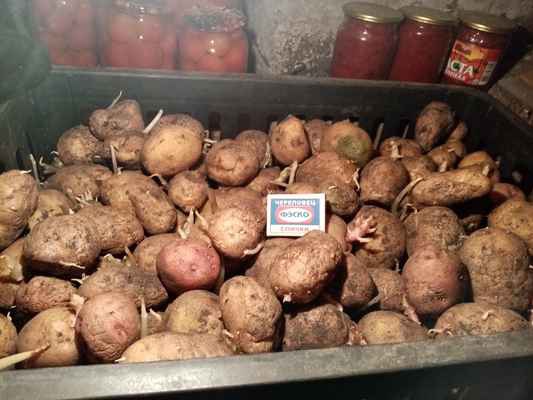 Фото объявления: Продам картошку.  в Заводоуковске