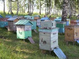 Пчёлы продаются