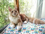 Молодой кот мейн-кун 1 год