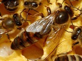пчеломатки плодные 2023