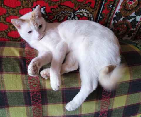 Фото объявления: Отдам белого котика  в Выксе