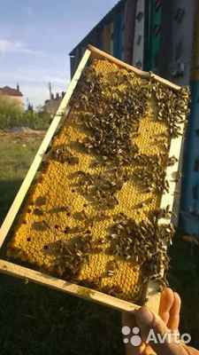 Фото объявления: 2022 Продам породистых пчел. Пчелапакеты, Пчелосемьи. в Севастополе