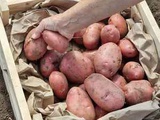 11 сортов отборного картофеля в Барнауле от поставщика
