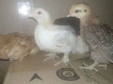 Цыплята подрощенные в Армавире