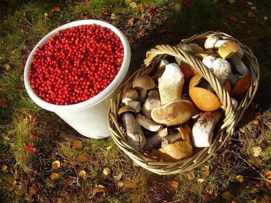 Фото объявления: Требуются сборщики грибов и ягод в Королеве