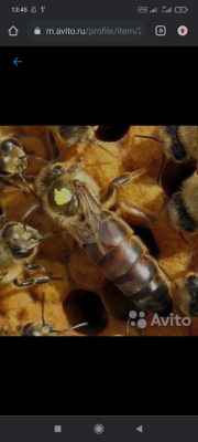 Фото объявления: Продаем пчеломатки карника неплодные в Казани