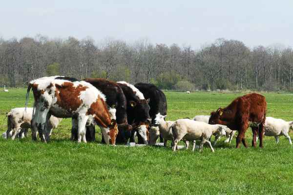 Фото объявления: Коровы мясных пород живым весом на убой в Жирновске