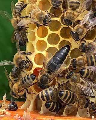 Фото объявления:  пчеломатка  в Сальске