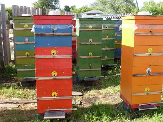 Фото объявления: Мёд пчелиный Ароматный Зауральский разнотравный доставка спасеки по Кургану и пригороду 1л в Кургане