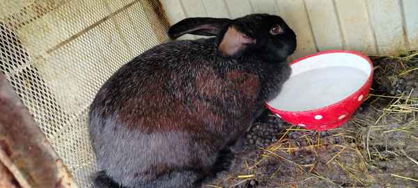 Фото объявления: Кролики помесь 3 месяца в Кабардино-Балкарии