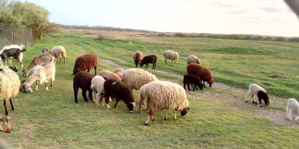 Фото объявления: Продам бараны и козы в России