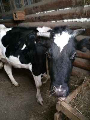 Фото объявления: Продам корову в Свердловской области