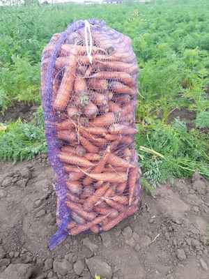 Фото объявления: Морковь от производителя для готовки и производства сока в Барнауле