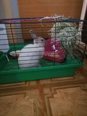 Фото объявления: Продам кролика с клеткой в Новокузнецке