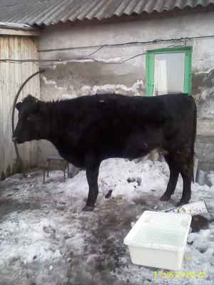 Фото объявления: Корова в Уварово
