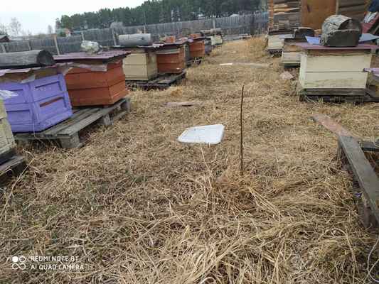 Фото объявления:  Продам пчелосемьи  в Иркутске