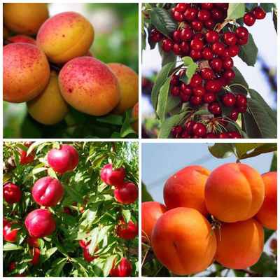 Фото объявления: Саженцы плодово-ягодных деревьев в Ульяновске