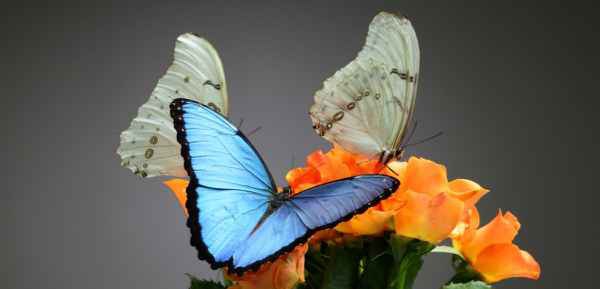 Фото объявления: Живые тропические бабочки Зимой и Летом, Удивите ваших близких в России