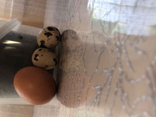 Фото объявления: Продаю перепелиные и куриные, домашние яйца в России
