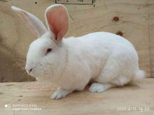 Фото объявления: Кролики породы панон  в Владимирской области