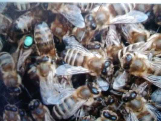 Фото объявления: пчелопакеты  пчеломатки Санкт-Петербург в Парголово