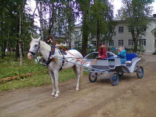 Фото объявления: экипаж для лошади в Сыктывкаре