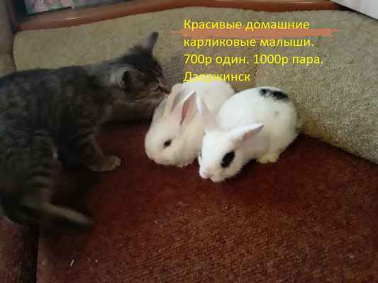 Фото объявления: Декоративные кролики домашние ручные. Дзержинск.  в России