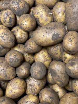 Фото объявления: Продам  картофель в России