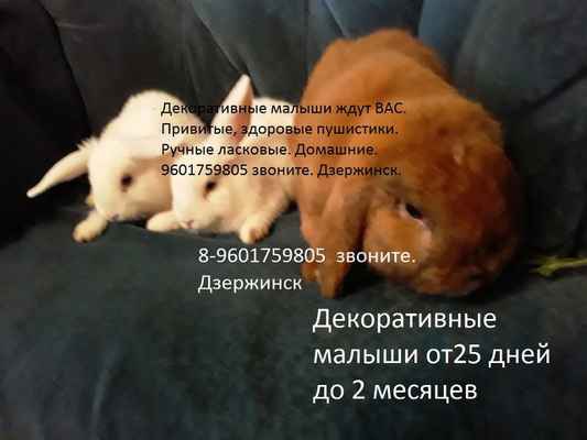 Фото объявления: Карликовые кролики в России