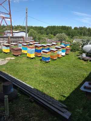 Фото объявления:  Пасека с пчёлами в Колпашево