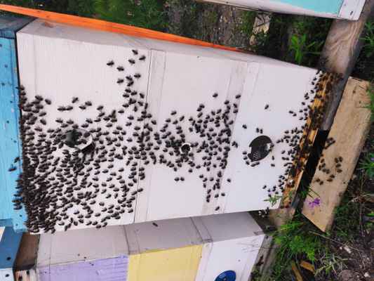 Фото объявления: Продам пчел  в Симферополе