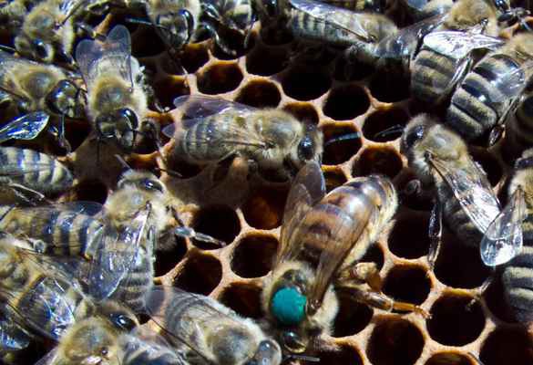 Фото объявления: Пчелопакеты отводки пчеломатки СПб в Санкт-Петербурге