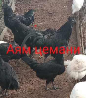 Фото объявления: Редкие породы кур в Переславле-Залесском