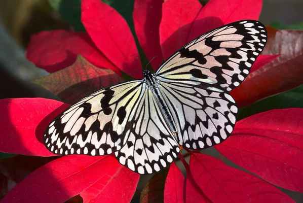Фото объявления: Живые тропические бабочки Зимой и Летом, Удивите ваших близких в Петропавловске-Камчатском