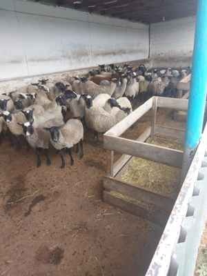 Фото объявления: овцы романовские на разведение в Минеральных Водах