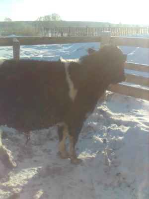 Фото объявления: Продаю быка 150-170 кг в Колывани