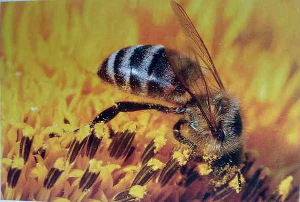 Фото объявления: Пчелопакеты пчелы в наличии СПб в Санкт-Петербурге