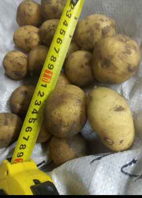 Фото объявления: Картофель в Смоленске