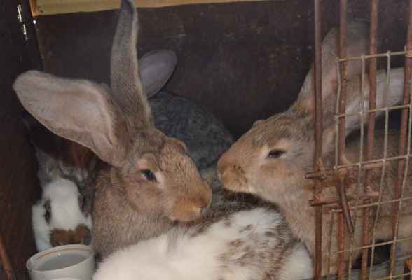 Фото объявления: продаются кролики в Дивном