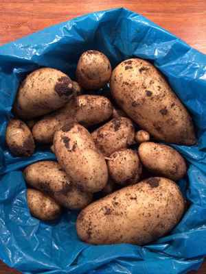 Фото объявления: Продам  картофель в Никольске