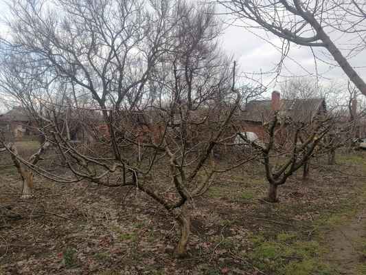 Фото объявления: Садовник, спил деревьев  в Динской