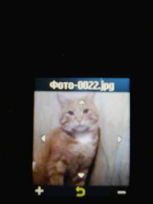 Фото объявления: Пропал кот в Саратове