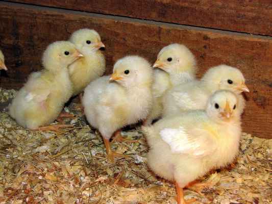 Фото объявления: цыплята подрощенные в Тольятти