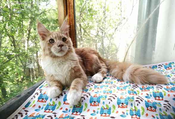 Фото объявления: Молодой кот мейн-кун 1 год в Зюзино