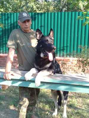 Фото объявления: воспитание собак служебных и сторожевых собак в Новочеркасске